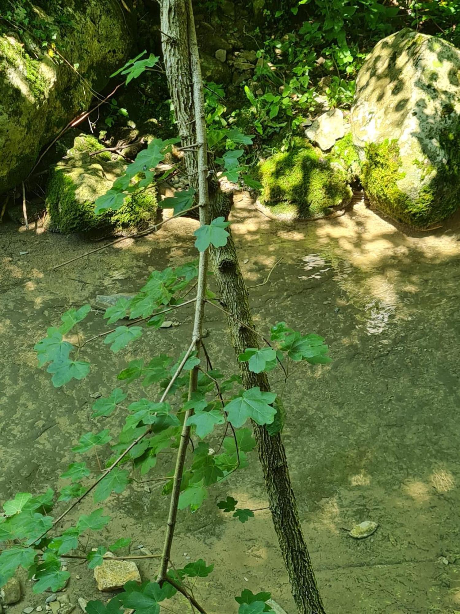 Canal di Grivo Alloggio Petrigh מראה חיצוני תמונה